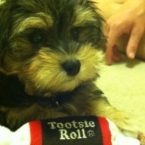 Meet your Posher, Mary ann flynn